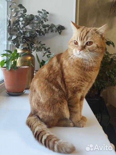 Опытный кот, скоттиш - страйт