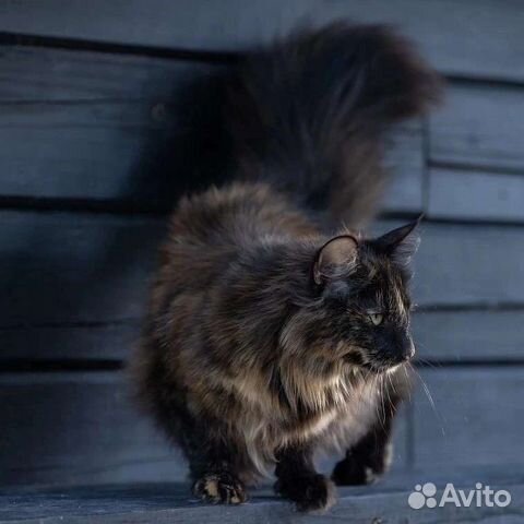 Ласковые и пушистые Норвежские лесные котята объявление продам