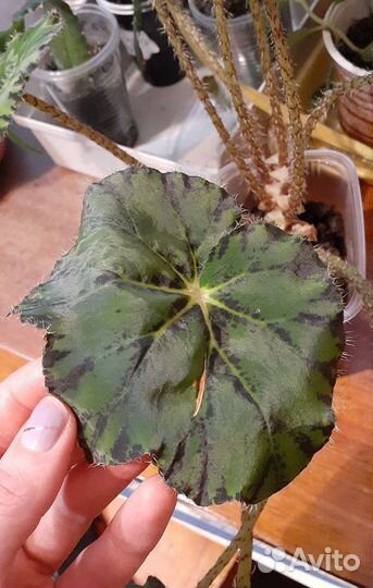 Диффенбахия, Бегония Бауэра