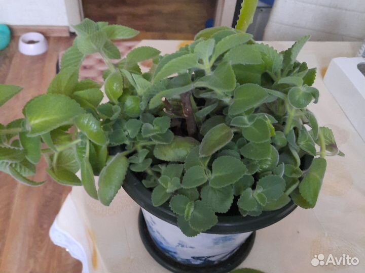 Комнатная мята