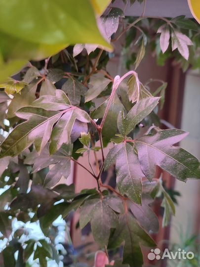 Гиппеаструм, Циссус (берëзка)