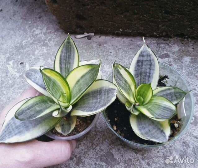 Сортовые сансевиерии