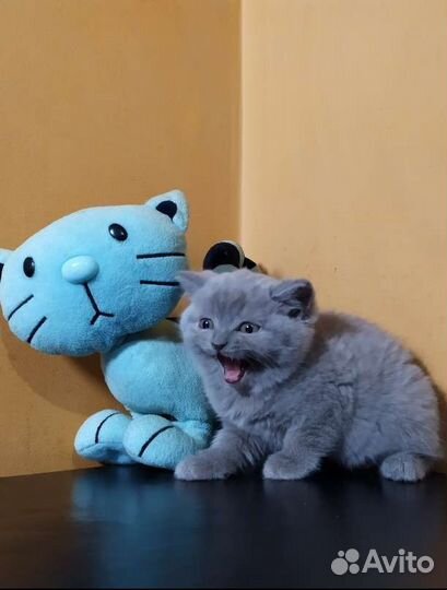 Шотландская