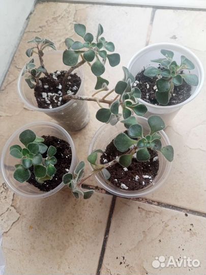 Аихризон дерево любви