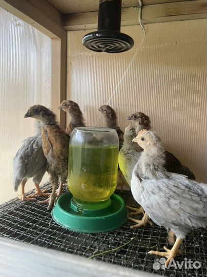 Цыплята породистые:кучинские,маран,легбар