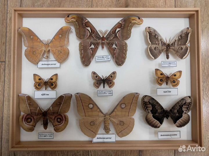 Коллекция ночных бабочек сатурний