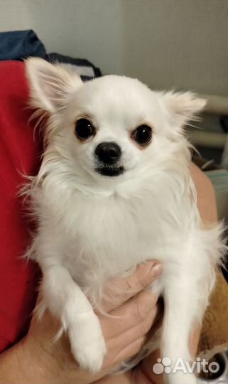 Вязка кобель чихуахуа