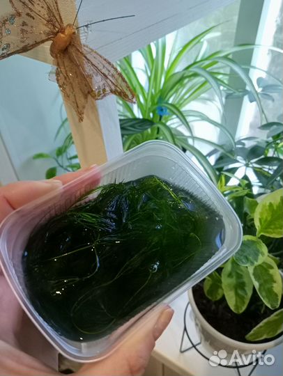 Роголистник для аквариума