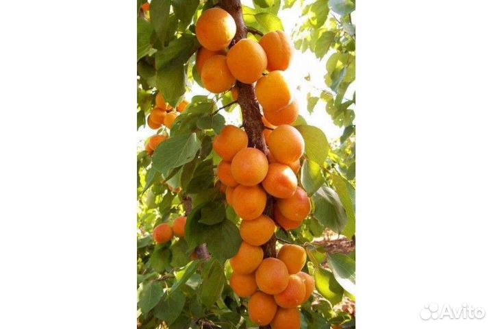 Саженцы Абрикоса Колоновидного 