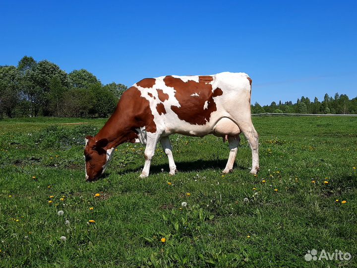 Коровы, нетели, телята