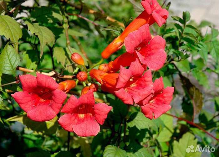 Цветы для сада