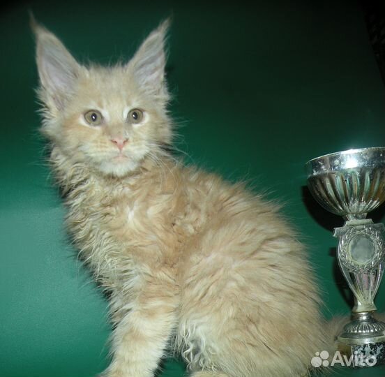 Кошка мейн кун полидакт классическая с документами