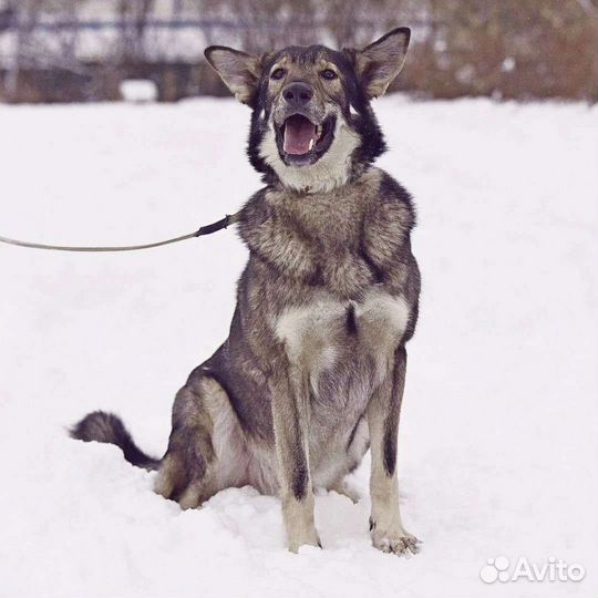 Рейн ищет дом