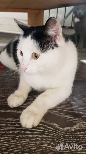 Кот Василий