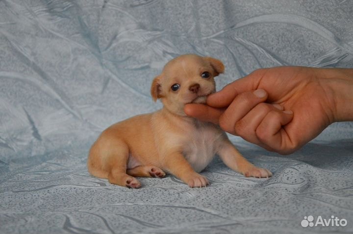 Лиловая красотка, сладкие детишки