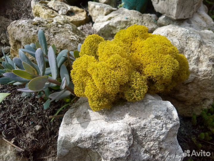 Стабилизированный мох в ассортименте