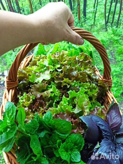 Базилик, шпинат, салат, мята и др