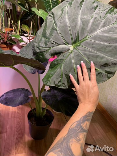 Алоказия Регал Шилдс