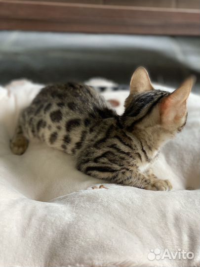 Бенгальская кошечка