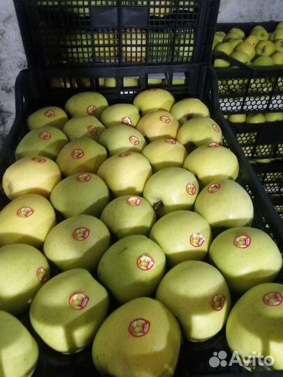 Яблоки, грушовка, грени, айдаред, моди