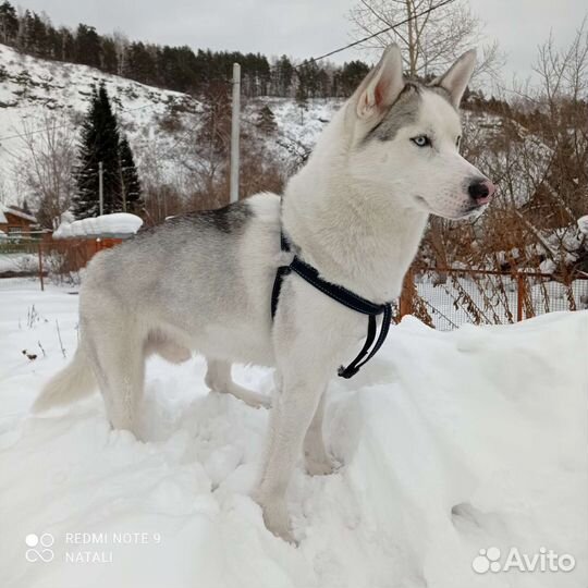 Вязка