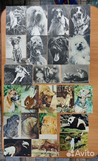 Открытки животных и птиц