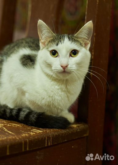 Барбариска