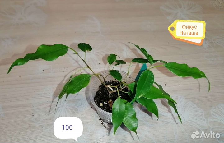 Фикус и Драцены