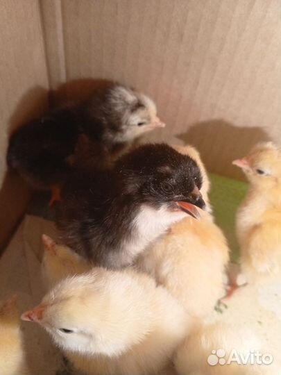 Яйца и цыплята