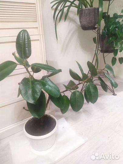 Фикусы (мкр Щ)