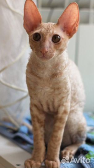 Корниш-рекс