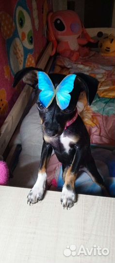 Вязка той-терьер девочка