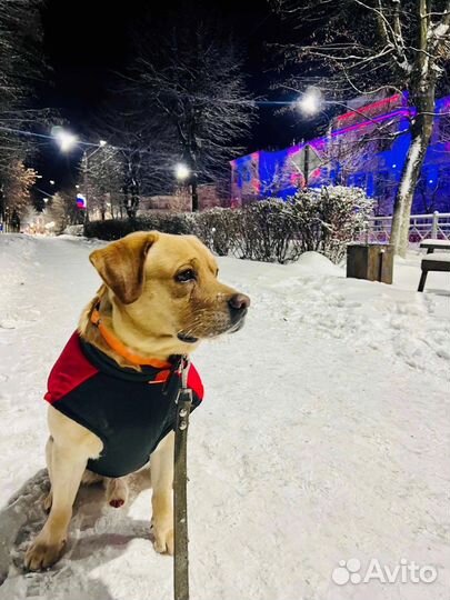 Кобель лабрадора вязка