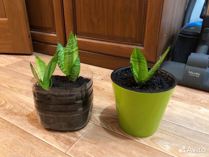 Домашние растения