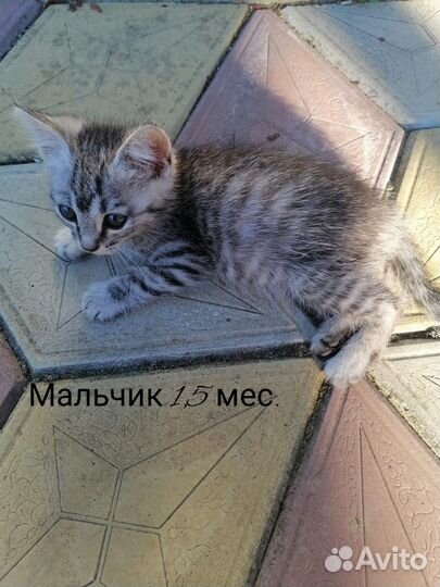 Кошка в дар бесплатно