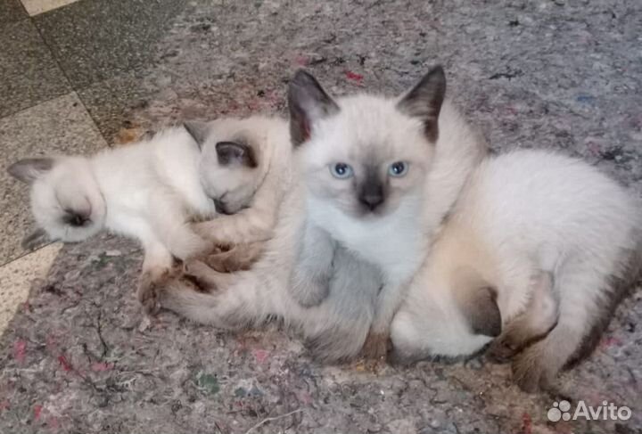 Тайские котята