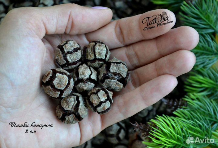 Шишки кипариса отборные урожай 2023г
