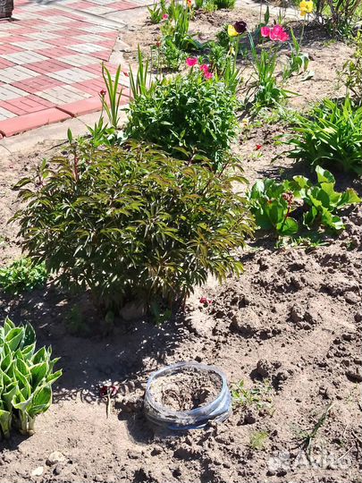 Пионы цветы