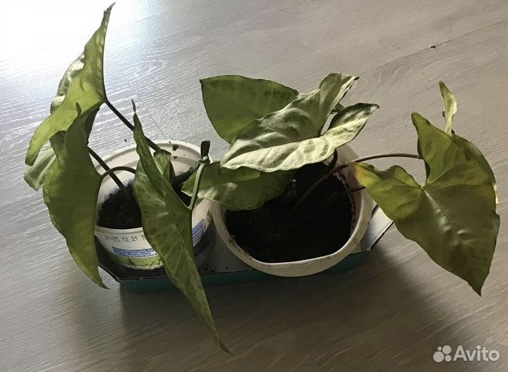 Комнатное растение Сингониум