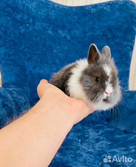 Кролики мини карликовые ручные