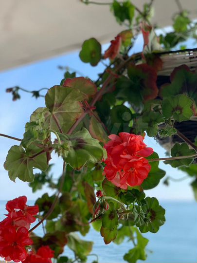 Коттедж 400 м² на участке 1 сот.