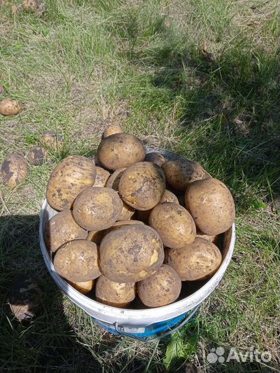 Продам картофель