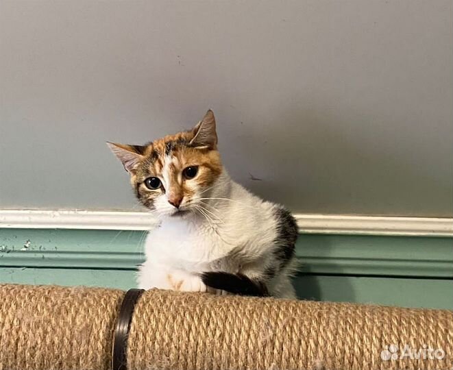 Котенок девочка в добрые руки