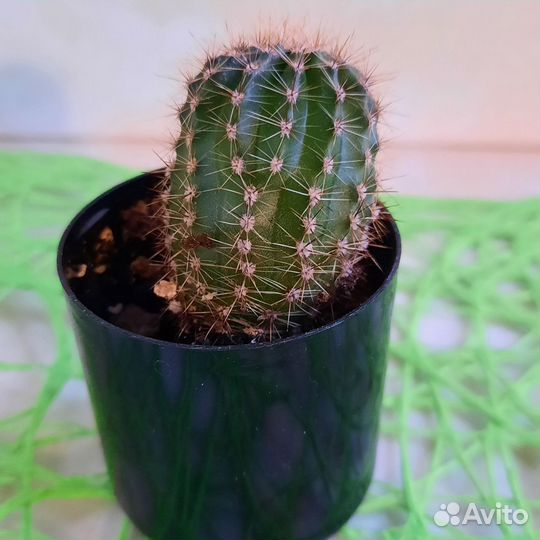 Кактусы и суккуленты детки