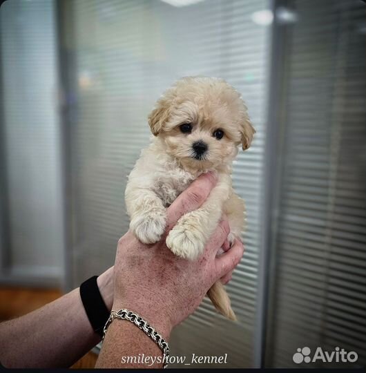 Maltipoo F1 micro 3 мес