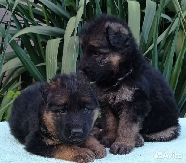 Немецкая овчарка длинношерстная