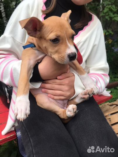 Щенки стаффорда