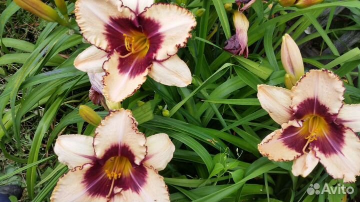 Лилейники сортовые и ирис