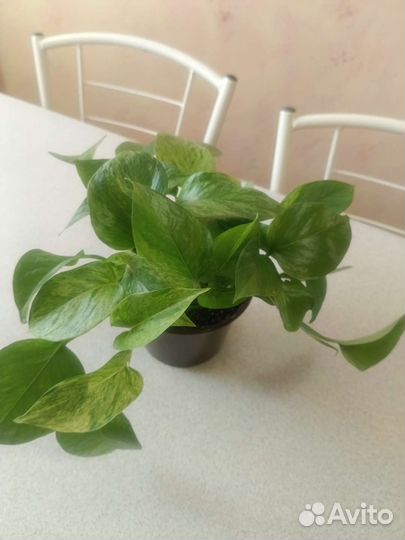 Эпипренумы, монстера, сингониум