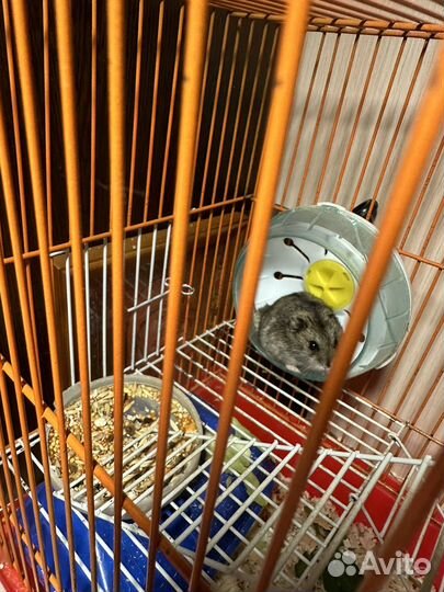 Джунгарский хомяк